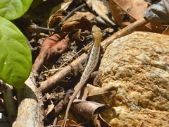 Sceloporus siniferus