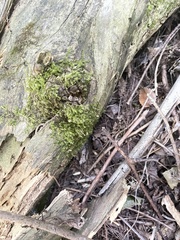 Pseudotaxiphyllum elegans