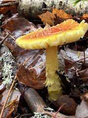 Amanita