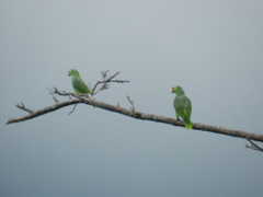 Amazona autumnalis