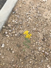 Hymenothrix wislizeni