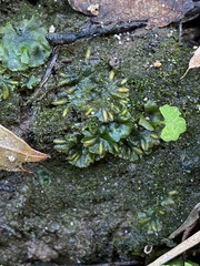 Notothylas orbicularis