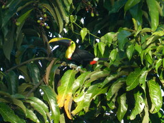 Ramphastos ambiguus