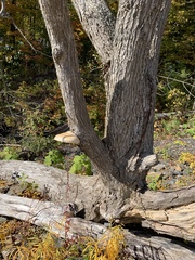 Hypsizygus