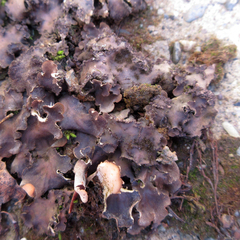 Peltigera evansiana
