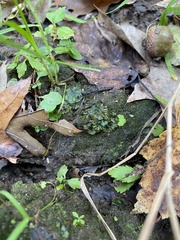 Notothylas orbicularis