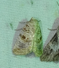 Diastema tigris