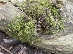 Pseudotaxiphyllum elegans