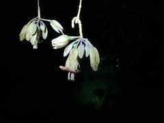 Merinthopodium neuranthum