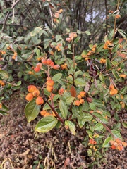 Cotoneaster franchetii