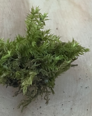 Pseudotaxiphyllum elegans