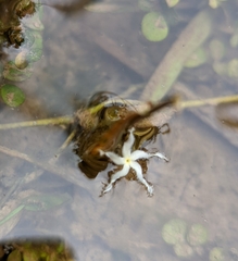 Nymphoides indica