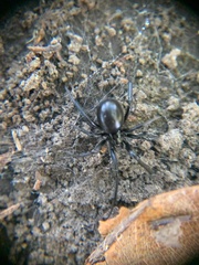 Steatoda capensis