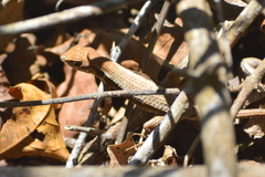 Sceloporus siniferus