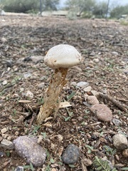 Battarreoides diguetii