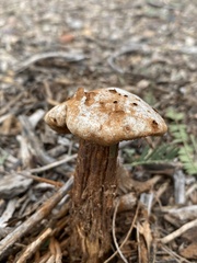 Battarreoides diguetii