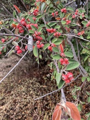 Cotoneaster coriaceus