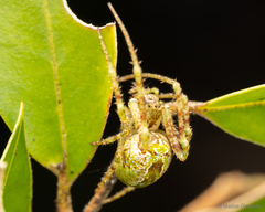 Allende nigrohumeralis