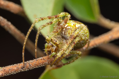 Allende nigrohumeralis