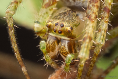 Allende nigrohumeralis