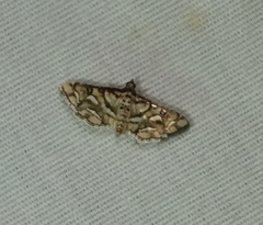 Hileithia magualis