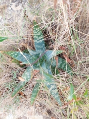 Aloe maculata