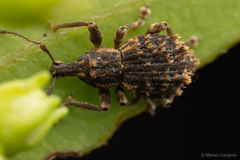 Dasydema hirtella
