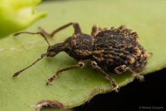 Dasydema hirtella