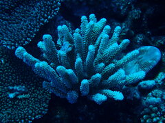 Pocillopora