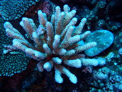 Pocillopora