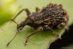 Dasydema hirtella