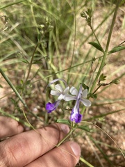 Trichostema arizonicum