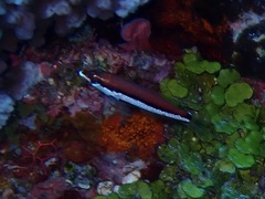 Pseudojuloides atavai