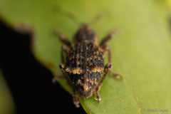 Dasydema hirtella