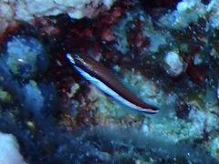 Pseudojuloides atavai