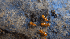 Acanthomyops