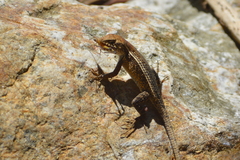 Sceloporus siniferus