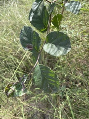 Ehretia anacua