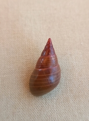 Phasianotrochus eximius