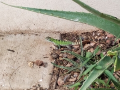 Ctenosaura macrolopha