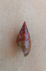 Phasianotrochus eximius