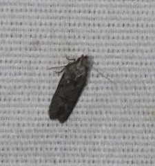 Blastobasis glandulella