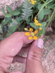 Aspicarpa hirtella