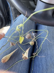 Funastrum cynanchoides