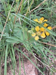 Aspicarpa hirtella