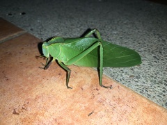 Steirodon
