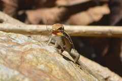 Sceloporus siniferus
