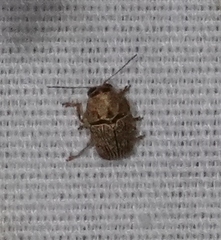 Pachybrachis turbidus