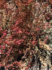 Eriogonum microtheca