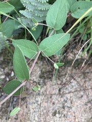 Aspicarpa hirtella